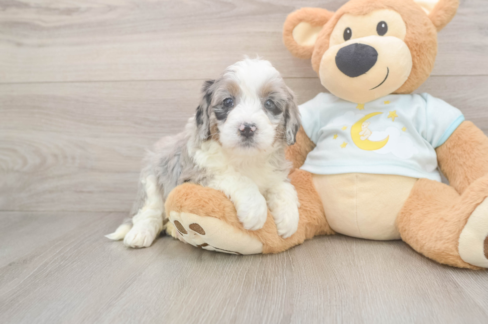 5 week old Mini Bernedoodle Puppy For Sale - Puppy Love PR