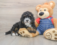 8 week old Mini Bernedoodle Puppy For Sale - Puppy Love PR