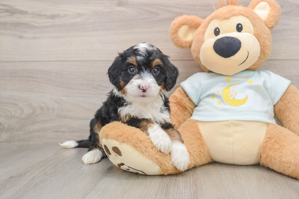 Mini Bernedoodle Pup Being Cute