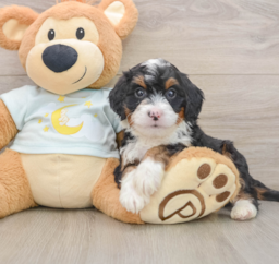 6 week old Mini Bernedoodle Puppy For Sale - Puppy Love PR