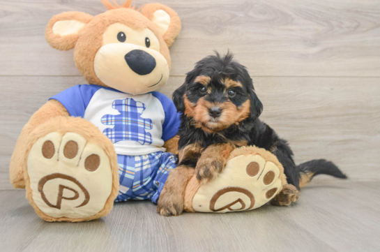 Happy Mini Bernedoodle Baby