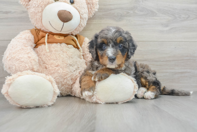 Meet Fendi - our Mini Bernedoodle Puppy Photo 1/3 - Puppy Love PR Small Mini Bernedoodle Baby
