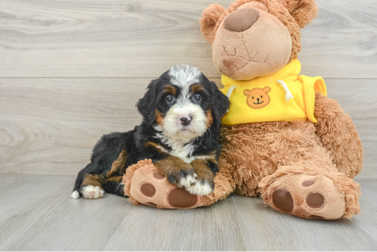 Best Mini Bernedoodle Baby