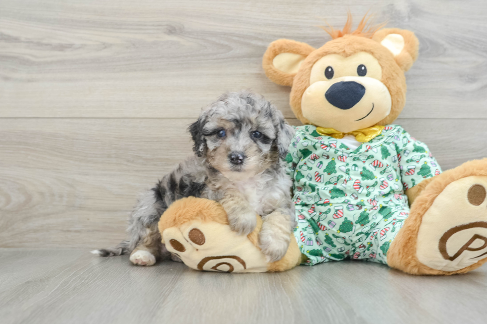 Small Mini Bernedoodle Baby