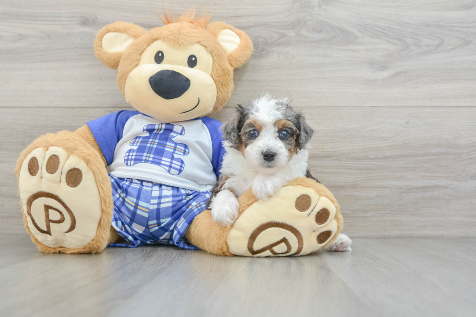 Best Mini Bernedoodle Baby