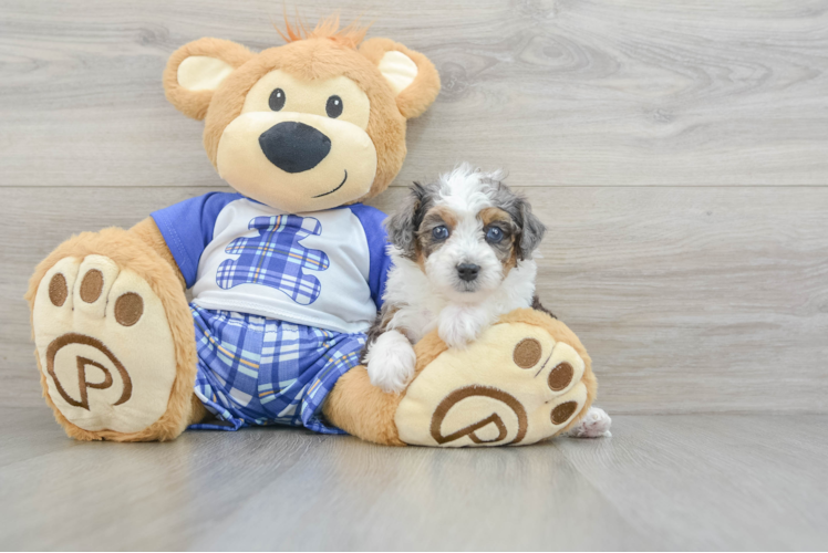 Meet Fendi - our Mini Bernedoodle Puppy Photo 1/3 - Puppy Love PR Best Mini Bernedoodle Baby