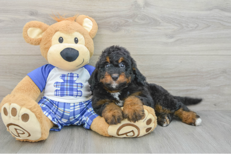 Mini Bernedoodle Pup Being Cute