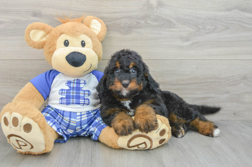 7 week old Mini Bernedoodle Puppy For Sale - Puppy Love PR
