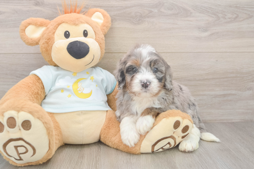 5 week old Mini Bernedoodle Puppy For Sale - Puppy Love PR
