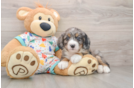 Popular Mini Bernedoodle Poodle Mix Pup