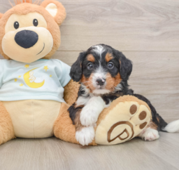 7 week old Mini Bernedoodle Puppy For Sale - Puppy Love PR