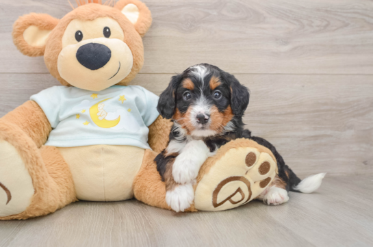 Mini Bernedoodle Pup Being Cute