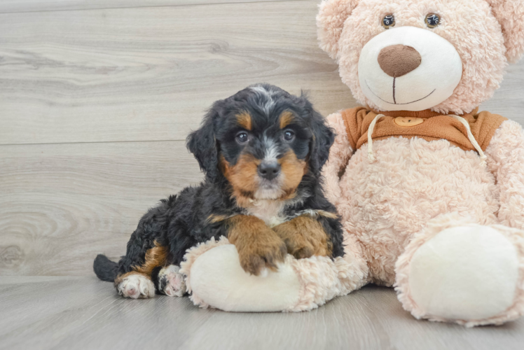 Mini Bernedoodle Puppy for Adoption