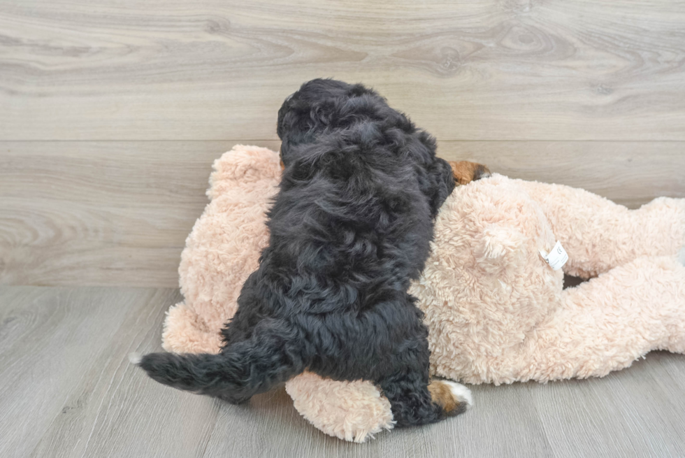 Best Mini Bernedoodle Baby