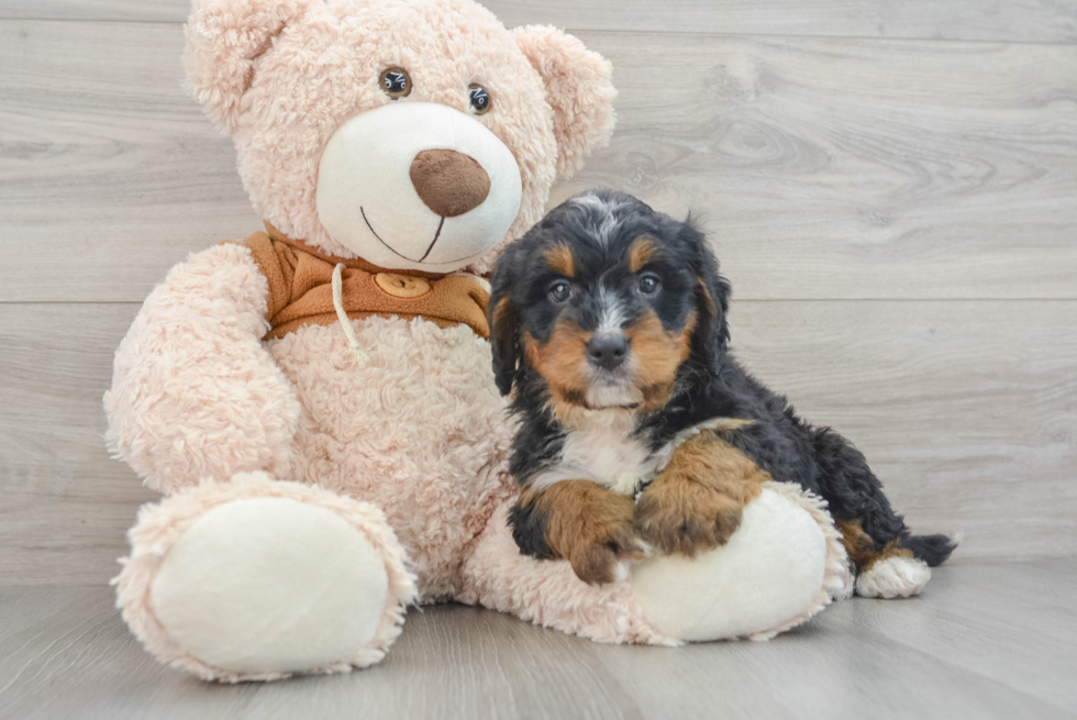 Mini Bernedoodle Puppy for Adoption