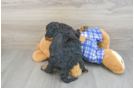 Mini Bernedoodle Puppy for Adoption