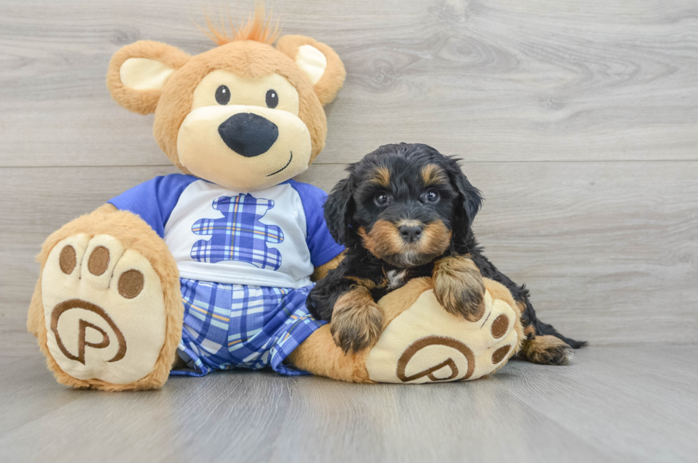 7 week old Mini Bernedoodle Puppy For Sale - Puppy Love PR