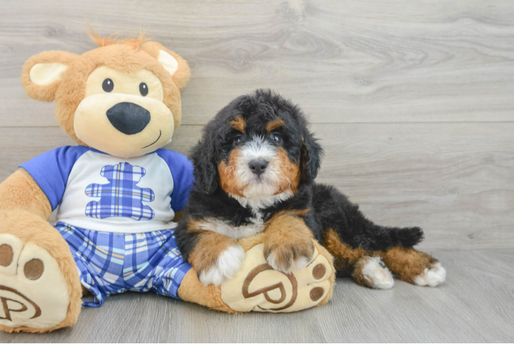 Petite Mini Bernedoodle Poodle Mix Pup