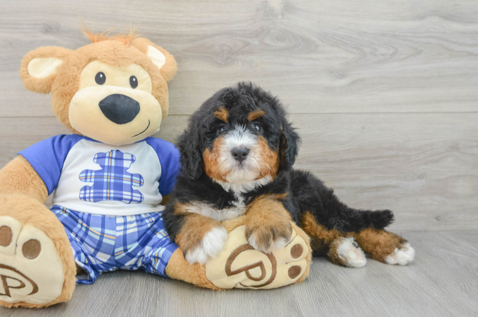 6 week old Mini Bernedoodle Puppy For Sale - Puppy Love PR