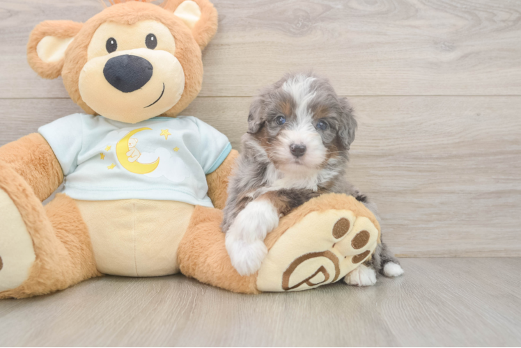 Popular Mini Bernedoodle Poodle Mix Pup
