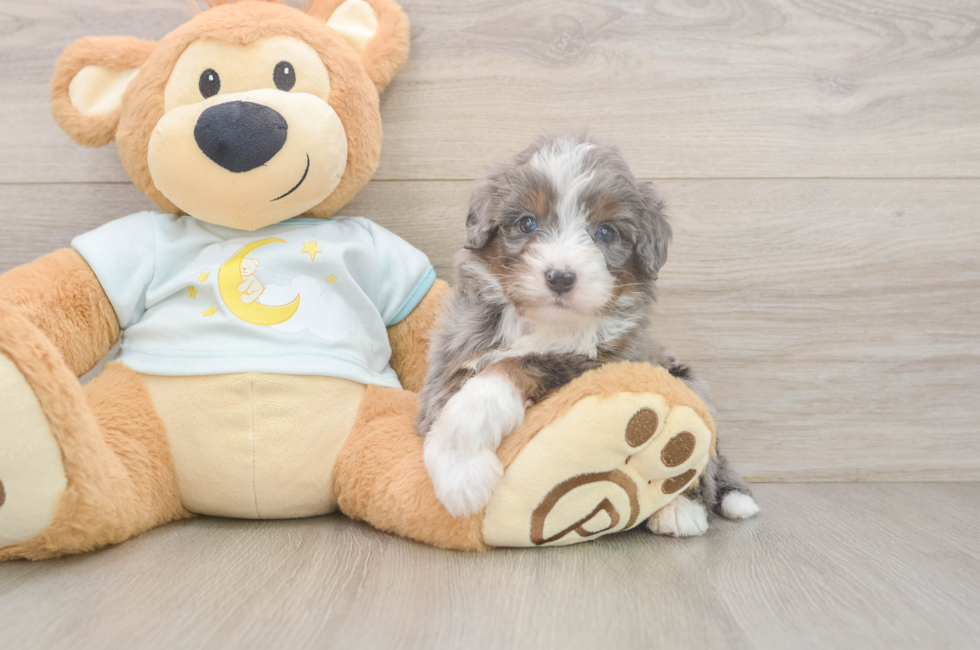 6 week old Mini Bernedoodle Puppy For Sale - Puppy Love PR
