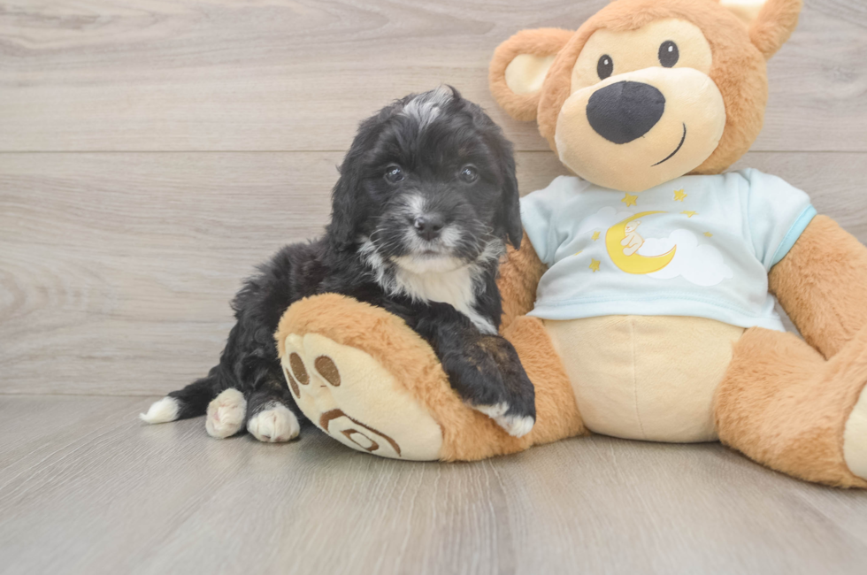 5 week old Mini Bernedoodle Puppy For Sale - Puppy Love PR