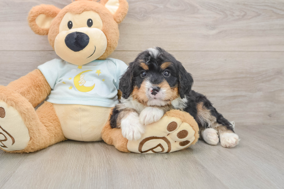 Playful Mini Bernese Poodle Poodle Mix Puppy