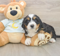 6 week old Mini Bernedoodle Puppy For Sale - Puppy Love PR