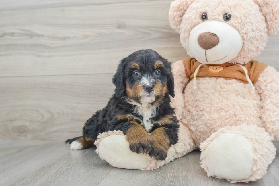 Mini Bernedoodle Pup Being Cute