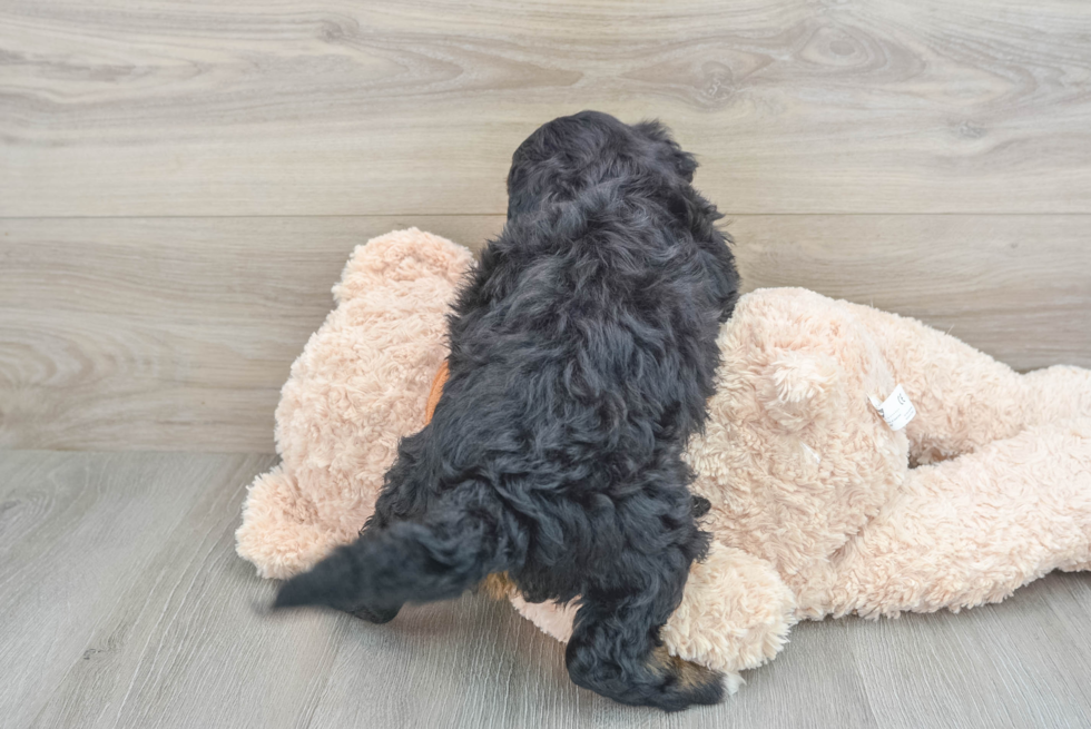 Happy Mini Bernedoodle Baby