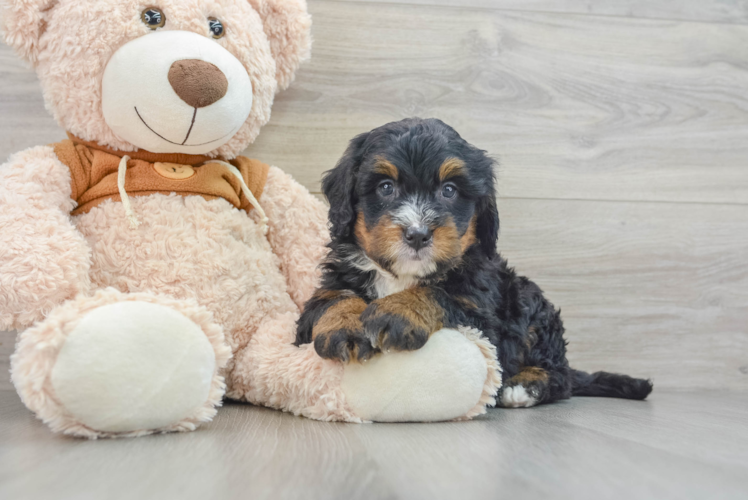 Mini Bernedoodle Puppy for Adoption