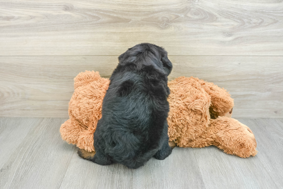 Mini Bernedoodle Pup Being Cute