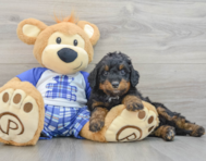 8 week old Mini Bernedoodle Puppy For Sale - Puppy Love PR