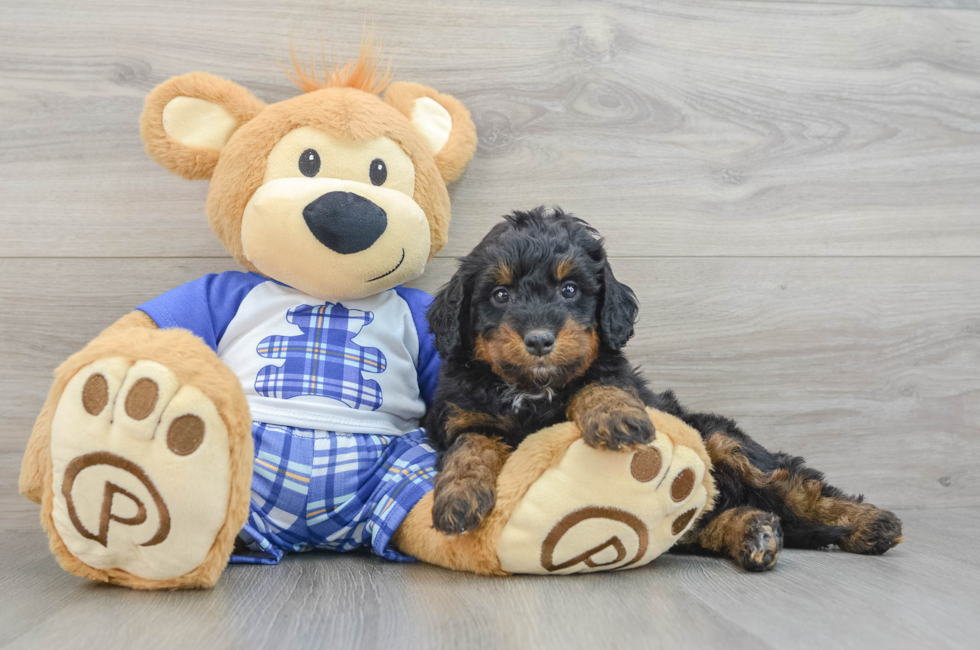 7 week old Mini Bernedoodle Puppy For Sale - Puppy Love PR