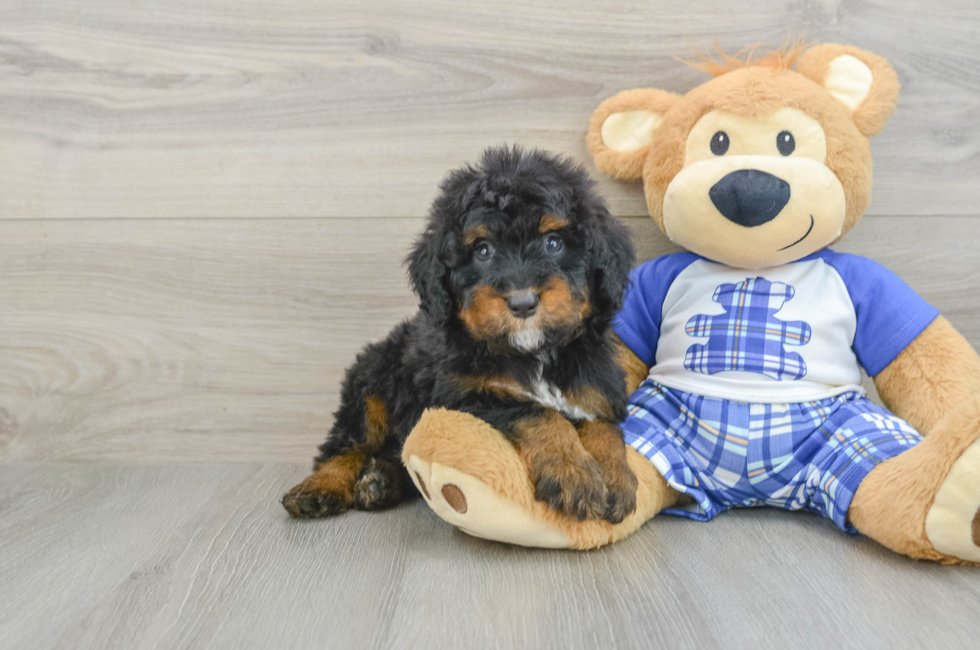 6 week old Mini Bernedoodle Puppy For Sale - Puppy Love PR