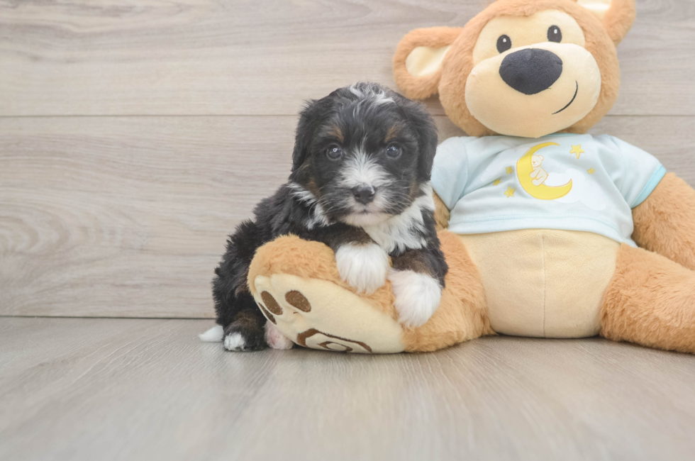7 week old Mini Bernedoodle Puppy For Sale - Puppy Love PR