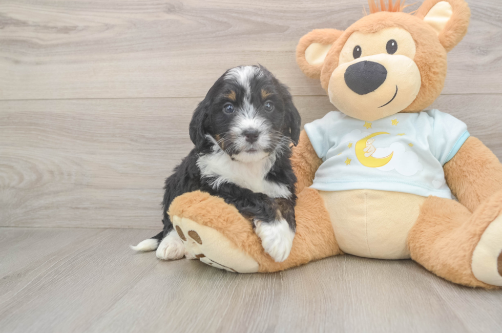 5 week old Mini Bernedoodle Puppy For Sale - Puppy Love PR