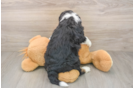 Funny Mini Bernedoodle Poodle Mix Pup