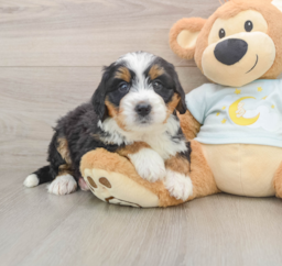 6 week old Mini Bernedoodle Puppy For Sale - Puppy Love PR