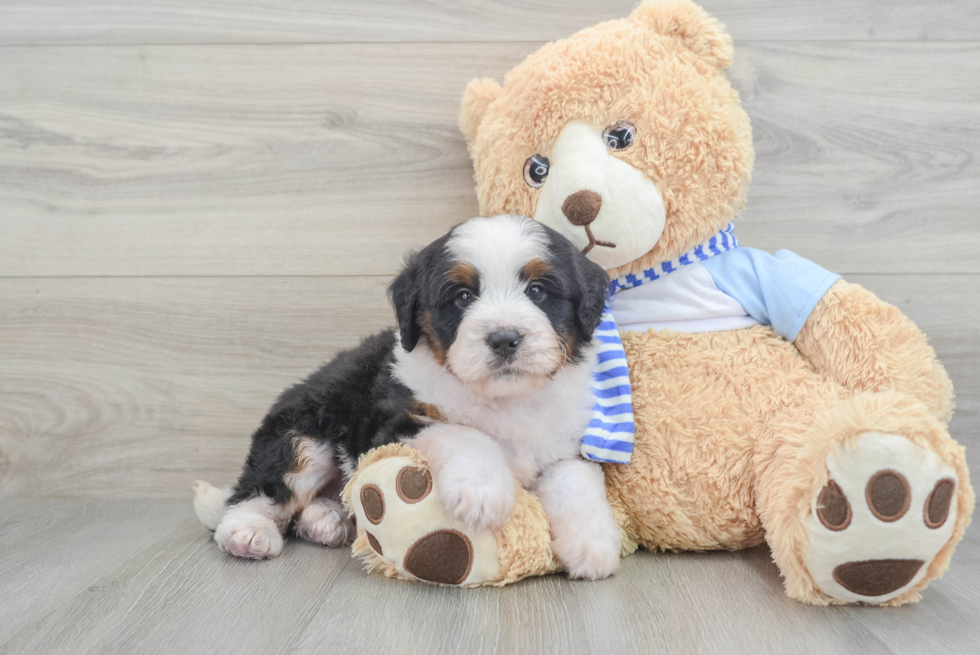 Mini Bernedoodle Puppy for Adoption