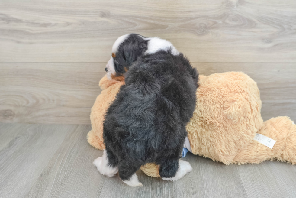 Mini Bernedoodle Puppy for Adoption