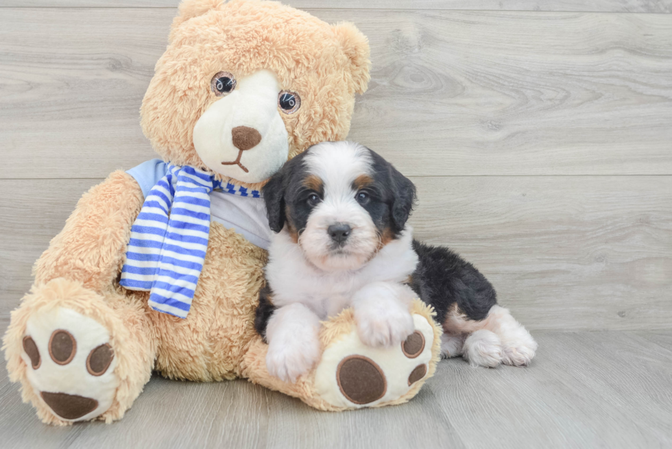 Best Mini Bernedoodle Baby