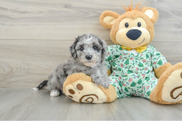 Meet Flip - our Mini Bernedoodle Puppy Photo 1/3 - Puppy Love PR Mini Bernedoodle Puppy for Adoption
