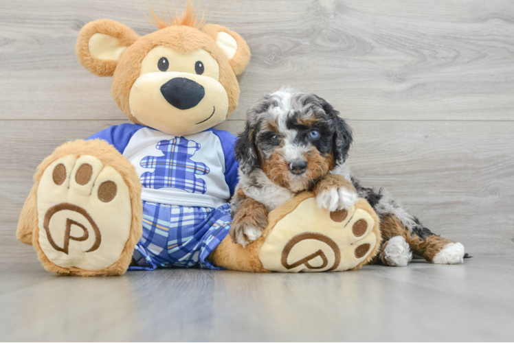 Meet Flip - our Mini Bernedoodle Puppy Photo 1/3 - Puppy Love PR Friendly Mini Bernedoodle Baby