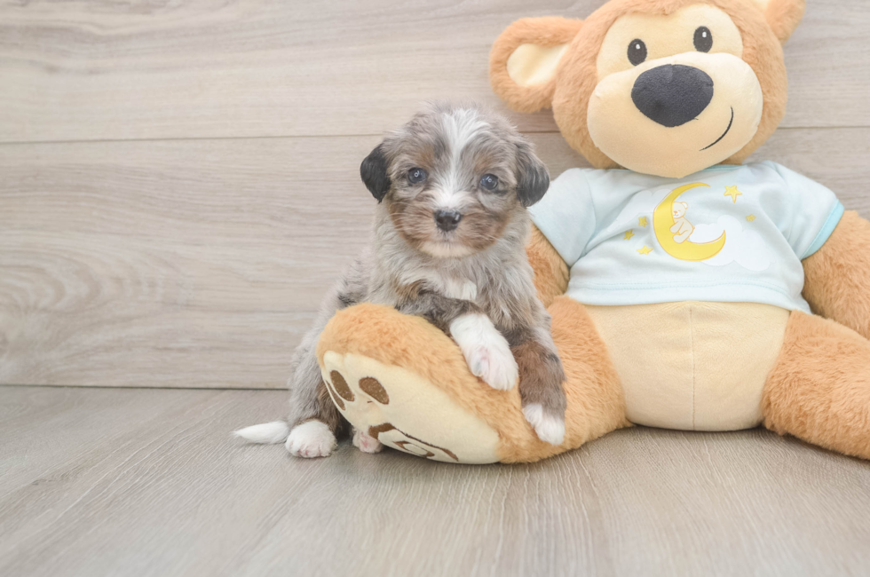 7 week old Mini Bernedoodle Puppy For Sale - Puppy Love PR