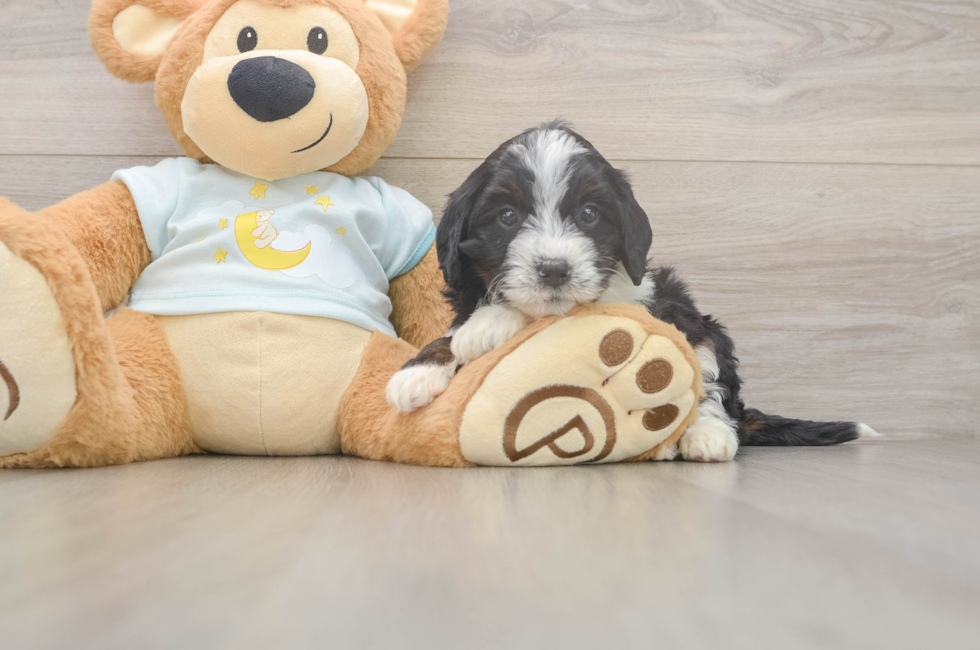 5 week old Mini Bernedoodle Puppy For Sale - Puppy Love PR