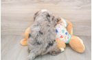 Petite Mini Bernedoodle Poodle Mix Pup