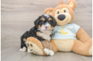 Happy Mini Bernedoodle Baby