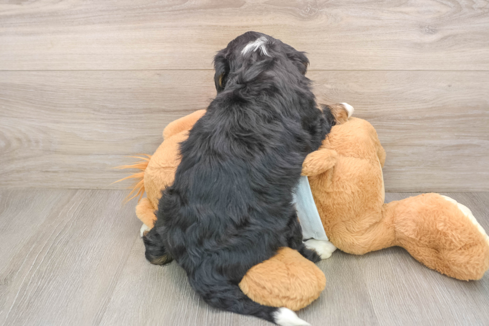 Best Mini Bernedoodle Baby