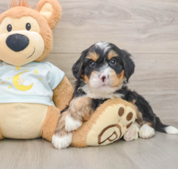 6 week old Mini Bernedoodle Puppy For Sale - Puppy Love PR